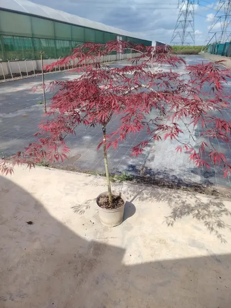 Acer 'Tamukeyama'