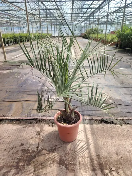 Butia Capitata