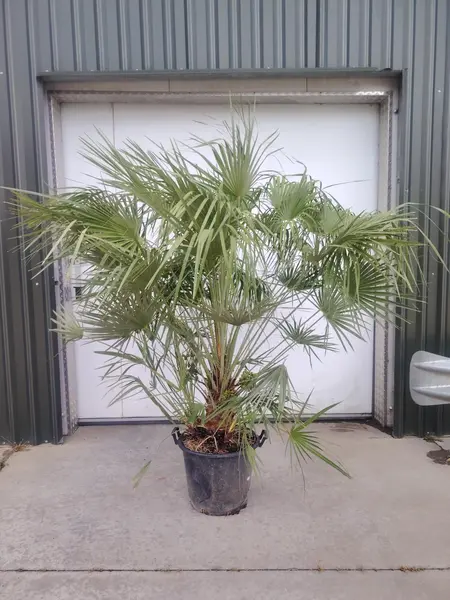 Chamaerops humilis