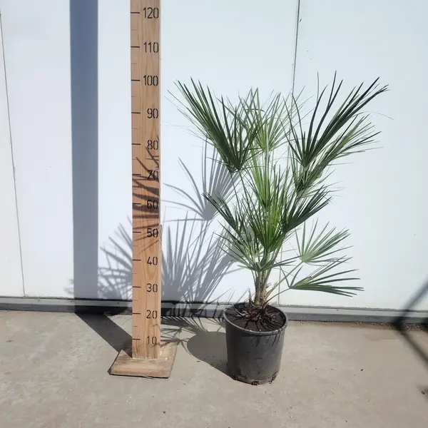Chamaerops humilis
