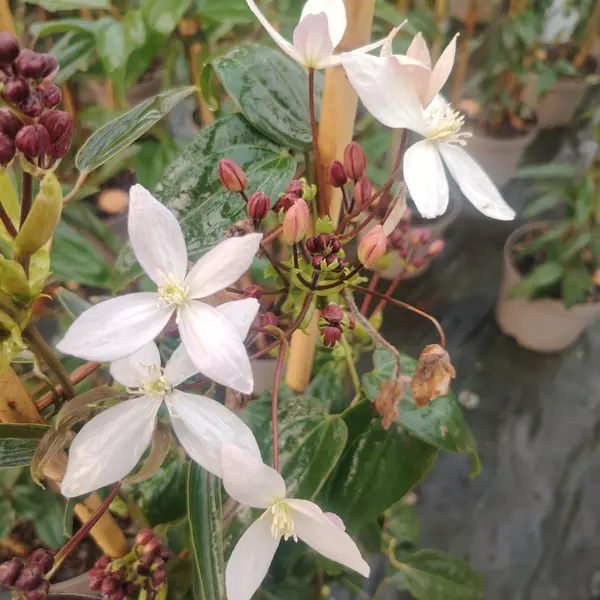 Clematis armandii 'Apple Blossom' Trellis - image 2