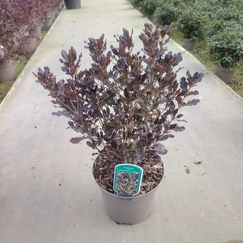 Coprosma Mix - image 1