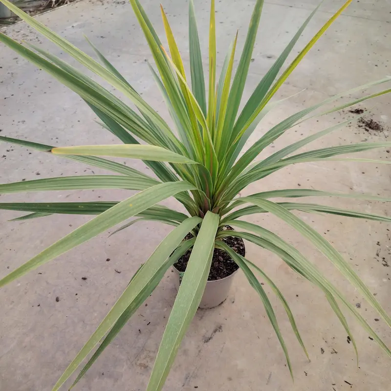 Cordyline australis 'Peko'