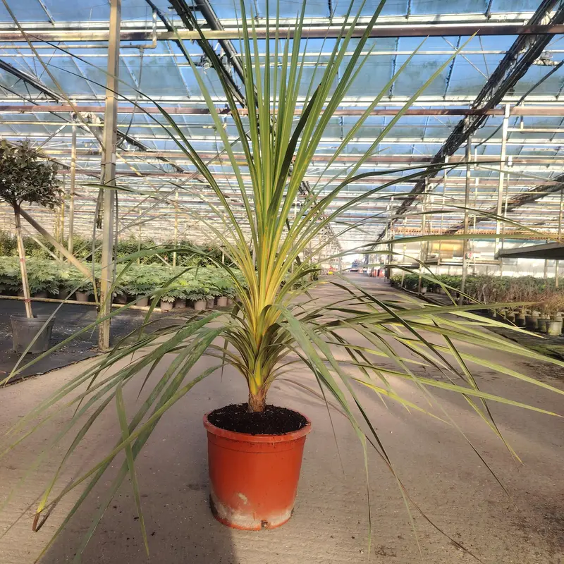 Cordyline indivisa