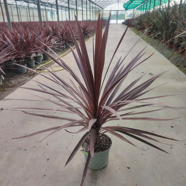 Cordyline 'Red Star'