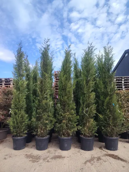 Cupressocyparis Leylandii