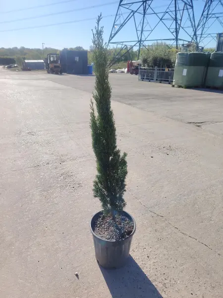 Cupressus sempervirens 'Totem'