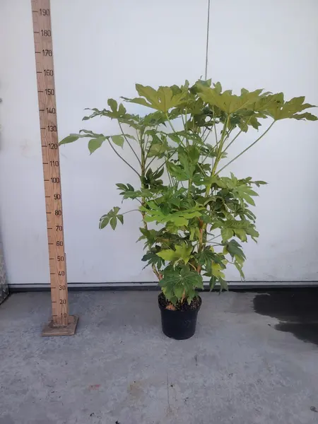 Fatsia japonica