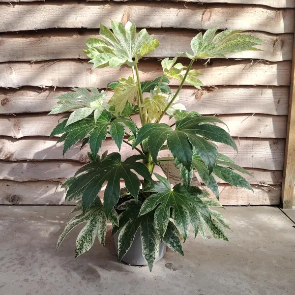 Fatsia 'Spider Web' - image 1