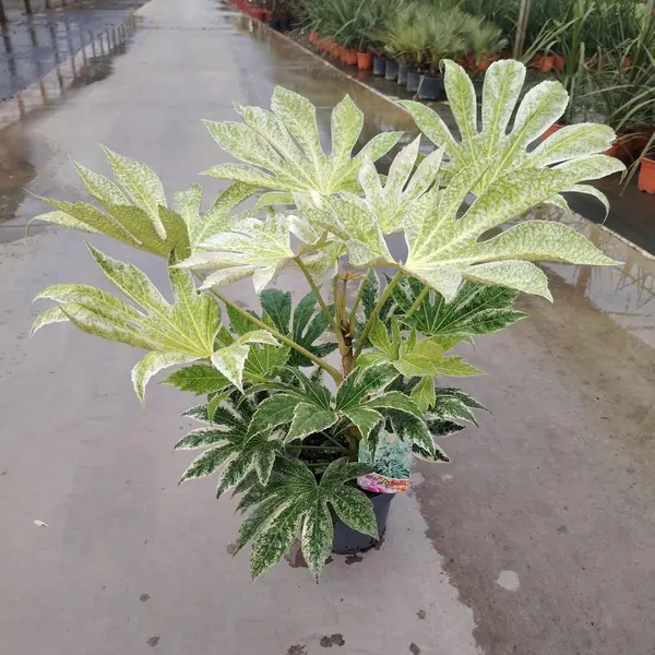 Fatsia 'Spider Web'
