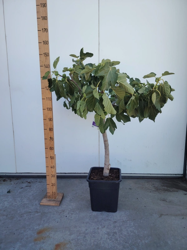 Ficus Carica 50cm trunk