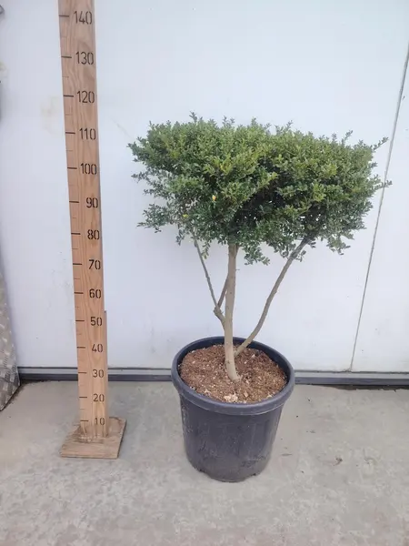 Ilex crenata 'Kinme' Mushroom