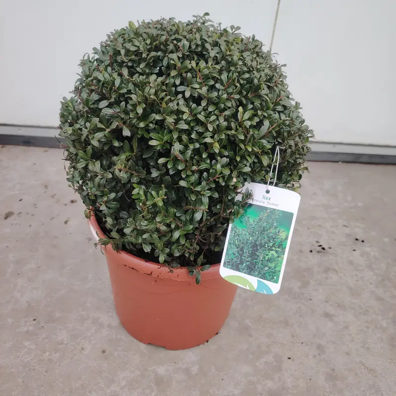 Ilex Crenata Stokes Ball