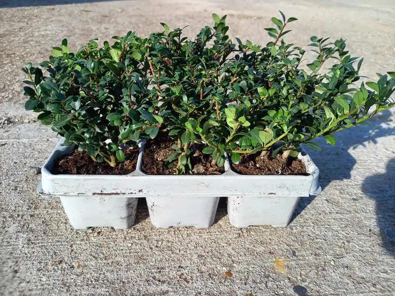 Ilex 'Jenny' 6 Pack