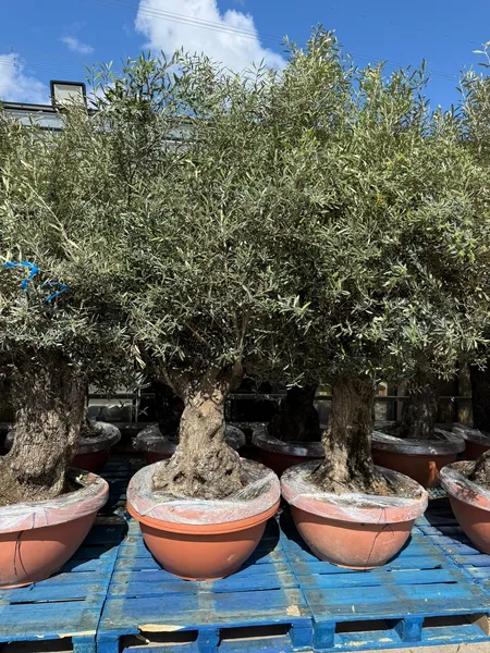 Olive Bonsai Bowl
