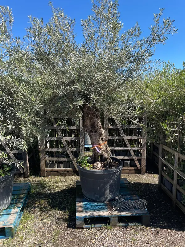 Olive XL Tree - image 2