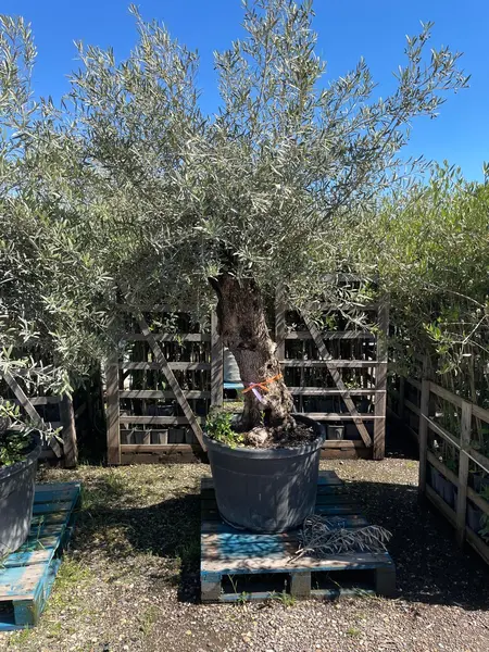 Olive XL Tree - image 2