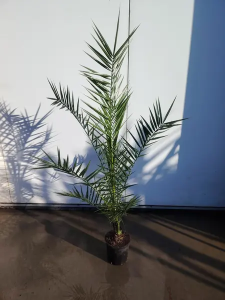 Phoenix Canariensis