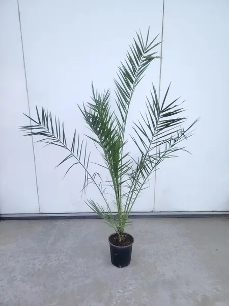 Phoenix canariensis