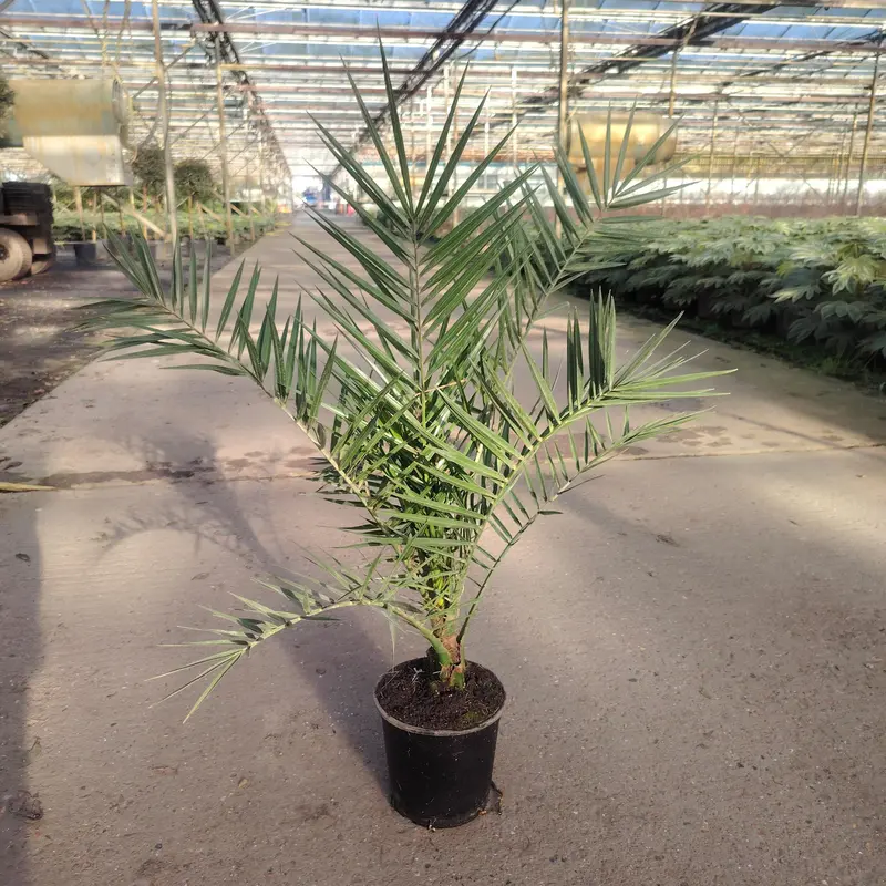 Phoenix Canariensis