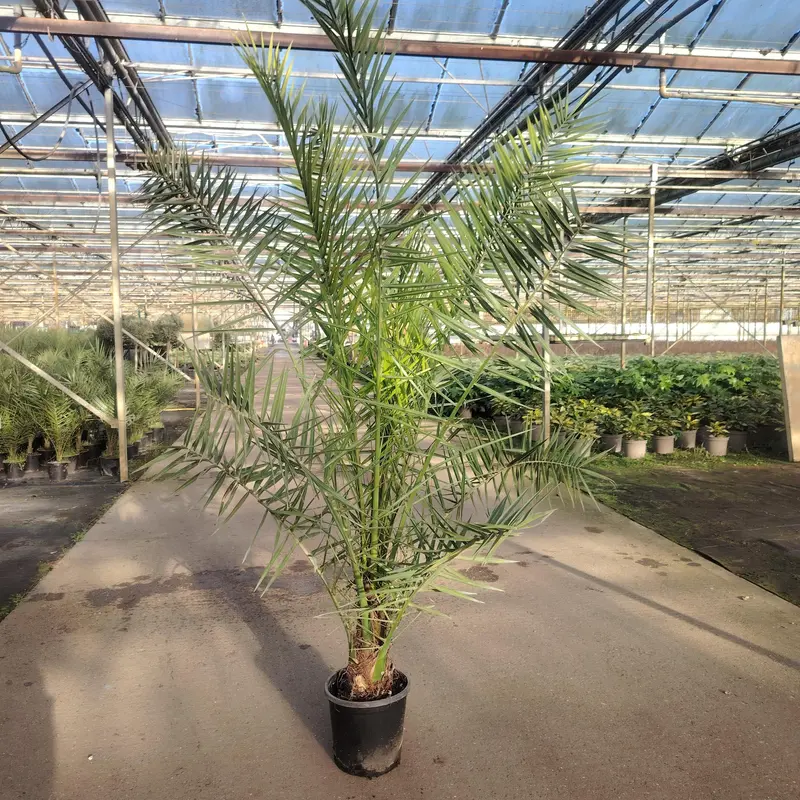 Phoenix Canariensis XL