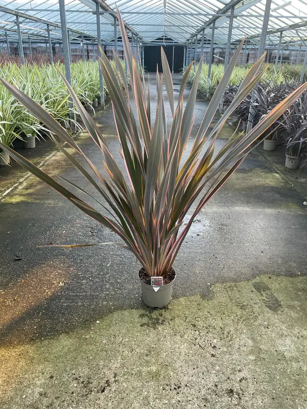 Phormium Mix - image 2