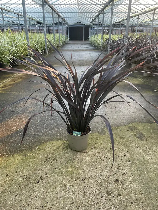 Phormium Mix - image 4