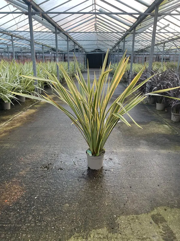 Phormium Mix - image 5