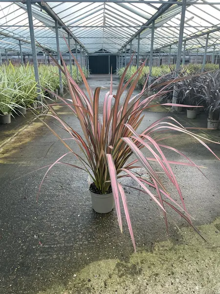 Phormium Mix - image 6