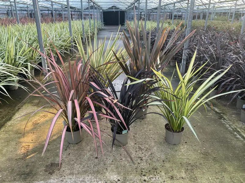 Phormium Mix - image 1