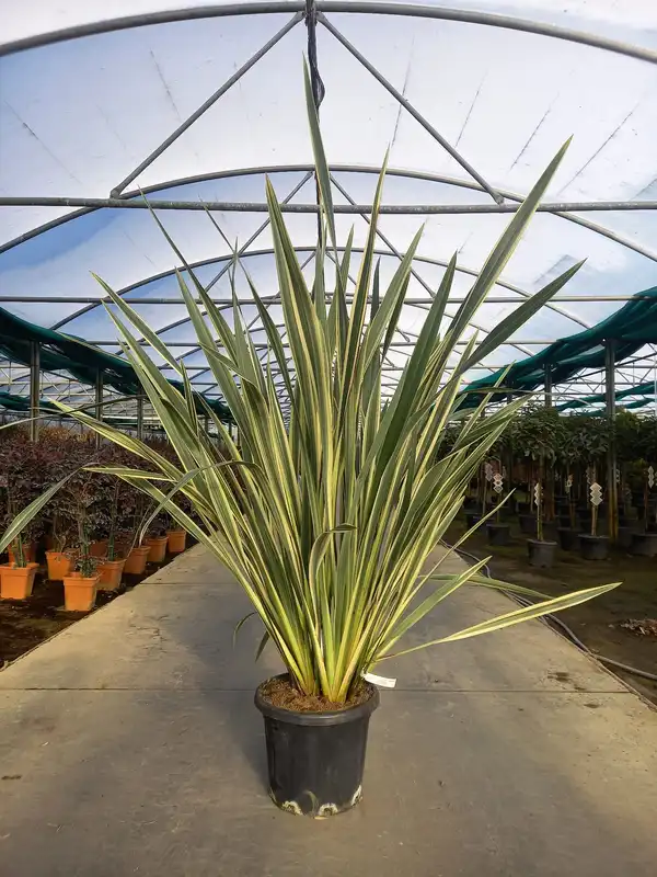 Phormium tenax 'Variegatum' - image 1