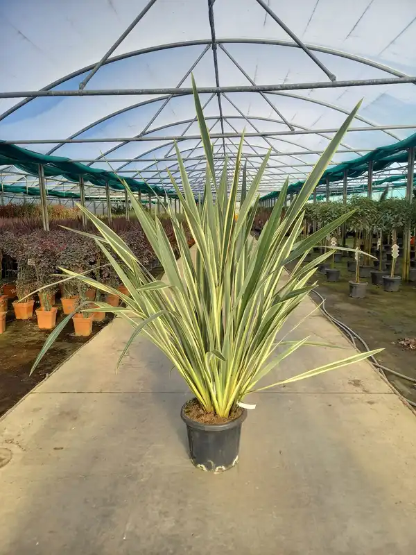 Phormium tenax 'Variegatum' - image 2