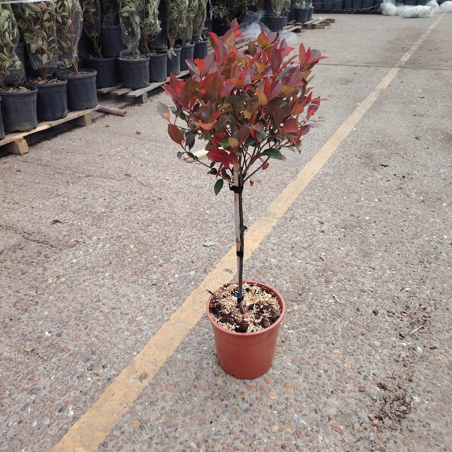 Photinia 'Compacta' Mini STD - Nursery Garden Group