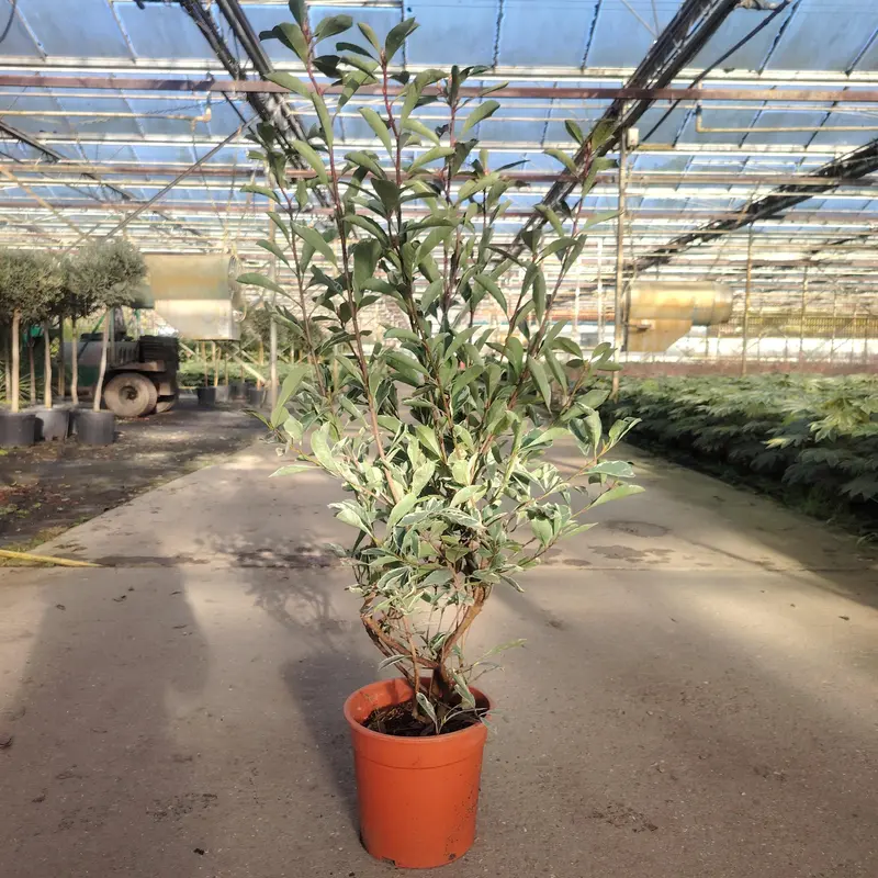 Photinia 'Pink Marble'