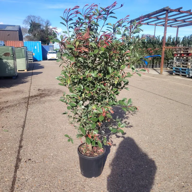 Photinia 'Pink Marble'