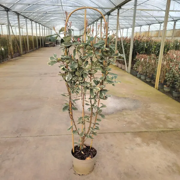 Photinia 'Pink Marble' Trellis