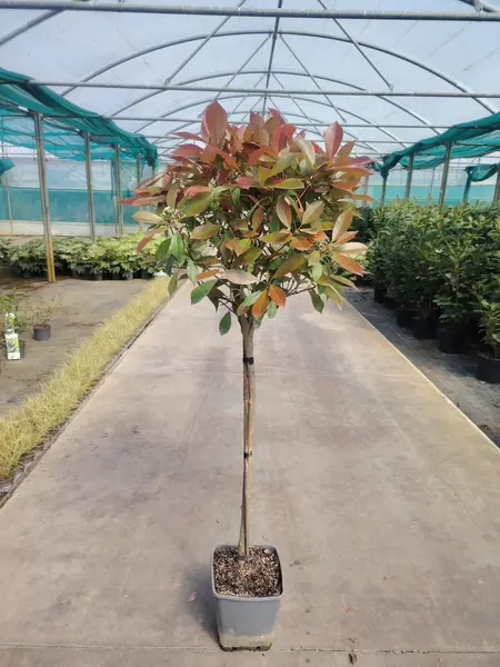 Photinia 'Red Robin' 1/2 STD
