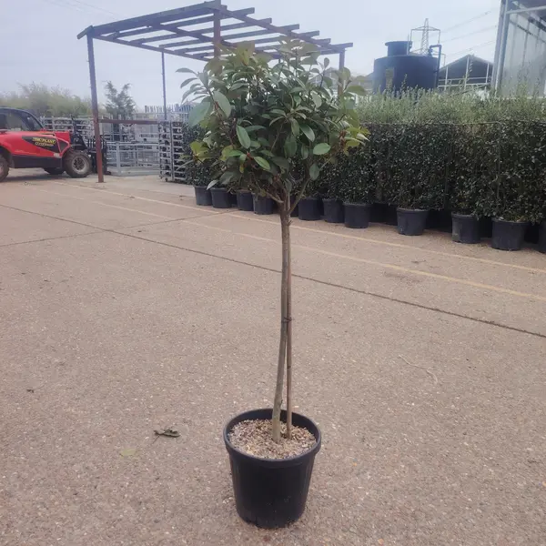 Photinia 'Red Robin' 1/2 STD