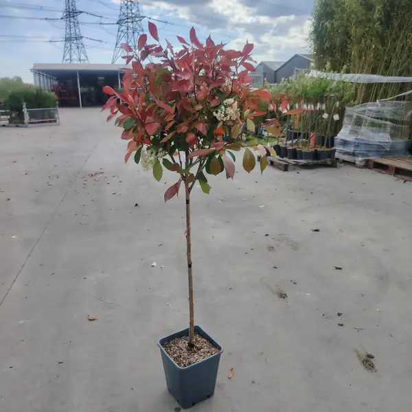 Photinia 'Red Robin' 1/2 STD