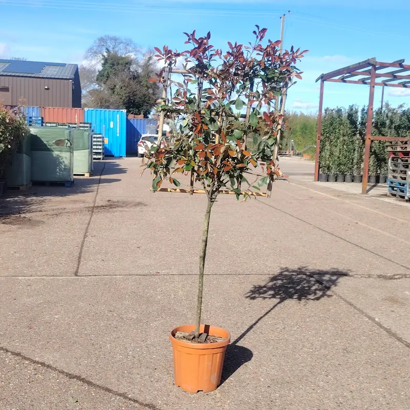 Photinia 'Red Robin' 1/2 STD Espalier 70x70cm