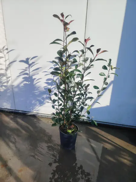 Photinia 'Red Robin'