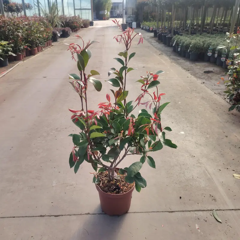 Photinia 'Red Robin'