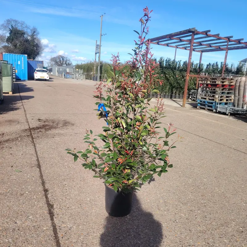 Photinia 'Red Robin'