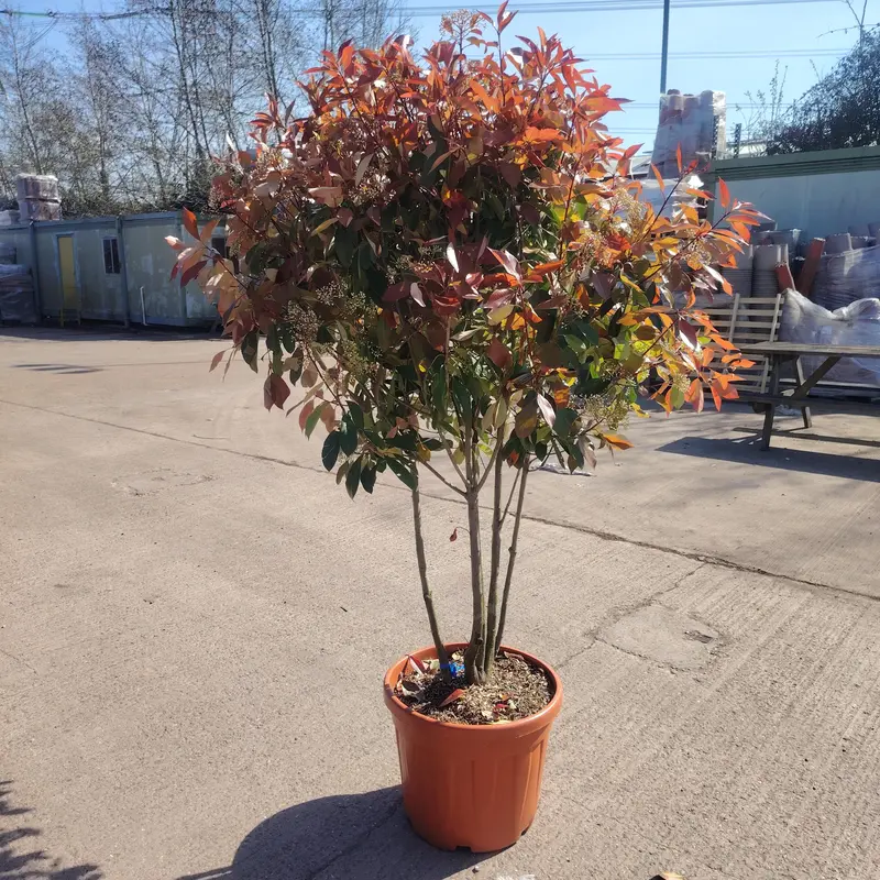 Photinia 'Red Robin' Multistem