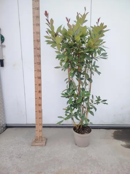 Photinia 'Red Robin' Trellis