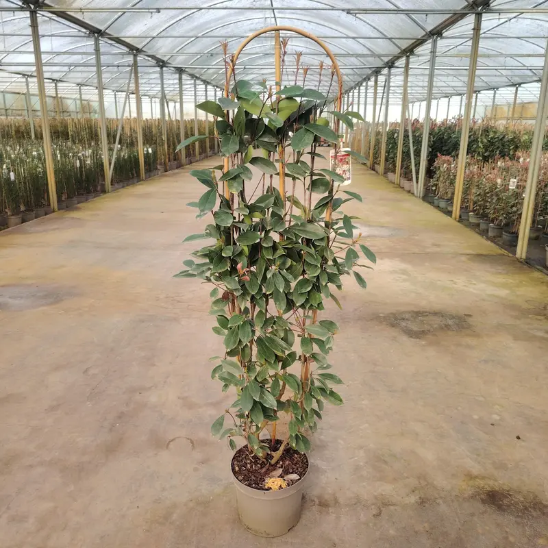 Photinia 'Red Robin' Trellis