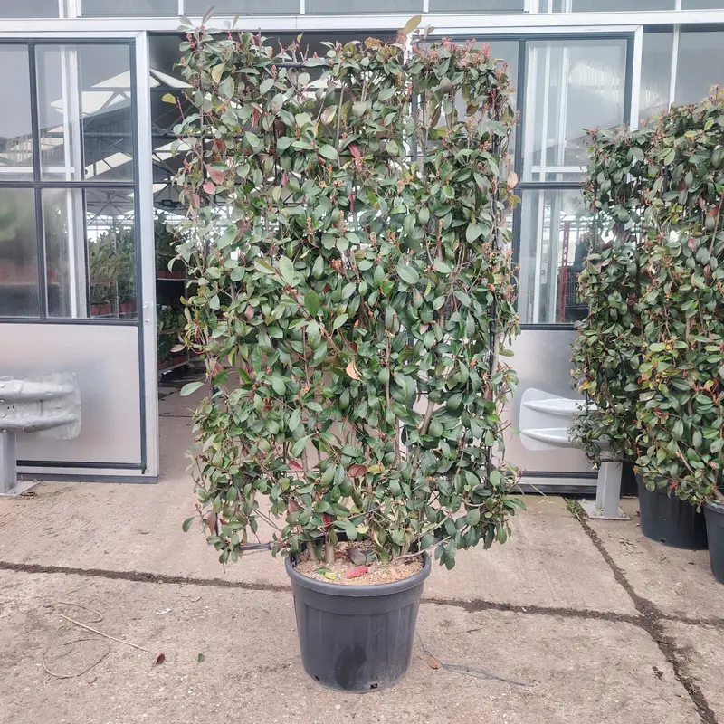 Photinia 'Red Robin' Trellis