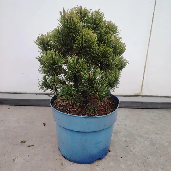 Pinus Ophir