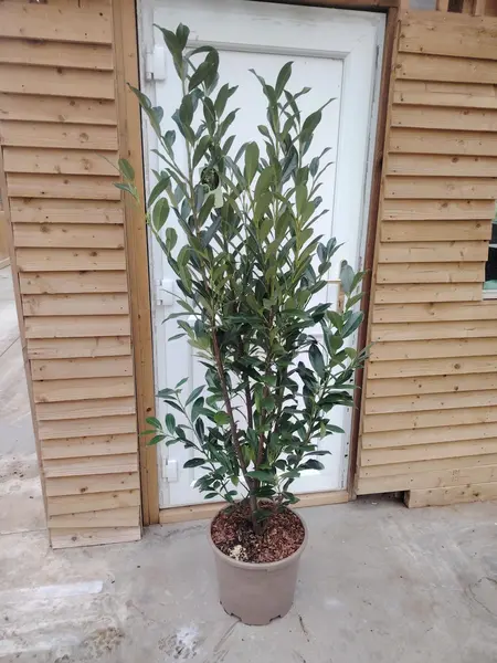 Prunus 'Elly'