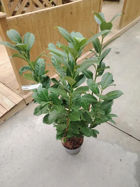 Prunus 'Rotundifolia'